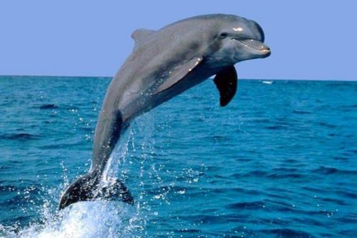 پتروشیمی نوری حامی دلفین‌های گوژپشت خلیج فارس شد